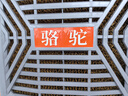 駱駝（CAMEL）工業(yè)冷風(fēng)機(jī)強(qiáng)力制冷移動(dòng)水冷空調(diào)養(yǎng)殖場(chǎng)大型工廠(chǎng)房商場(chǎng)戶(hù)外室外商用環(huán)?？照{(diào)制冷風(fēng)扇 2面出風(fēng)丨2.2kw定速（航空級(jí)聚風(fēng)降噪扇葉） 曬單實(shí)拍圖