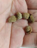協(xié)穆胖東來(lái)覆盆子中藥材500g非特級正宗覆盆子茶天然無(wú)硫覆盆干果泡酒 覆盆子大果500克（2罐裝） 曬單實(shí)拍圖