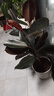 黑金剛橡皮樹(shù)盆栽菠蘿樹(shù)客廳室內綠葉大葉四季常青型植物凈化空氣 61-75公分高2棵][不含盆原土發(fā)貨 曬單實(shí)拍圖