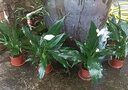 格調(diào)生活白掌一帆風(fēng)順盆栽綠植花卉室內(nèi)好養(yǎng)凈化空氣觀賞盆景 精品白掌1株（原盆）+營養(yǎng)液 含盆 曬單實拍圖