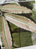 中國石松類和蕨類植物 曬單實拍圖