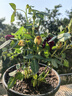 四季鉆石玫瑰盆栽帶花苞月季薔薇花大花濃香四季花卉盆栽開花不斷 混色玫瑰 帶花苞 （加侖盆） 曬單實拍圖