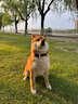 PAWFIT英國(guó)Pawfit狗貓GPS狗貓實(shí)時(shí)追蹤軌跡智能追蹤運(yùn)動(dòng)檢測(cè)防丟定位器 Pawfit-3 +專(zhuān)用項(xiàng)圈S碼 曬單實(shí)拍圖