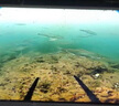 高清戶(hù)外釣魚(yú)相機水下攝像頭超清可視探魚(yú)器冰釣夜釣海釣專(zhuān)供 4HAS-20米 曬單實(shí)拍圖