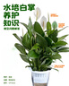 白掌一帆風(fēng)順盆栽植物室內(nèi)花卉綠植水養(yǎng)四季開(kāi)花新手好養(yǎng)活 白掌1盆（繁星盆） 曬單實(shí)拍圖