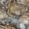 乳山牡蠣 鮮活乳山生蠔2XL 凈重3斤 9-12只 生鮮海鮮 源頭直發(fā) 曬單實(shí)拍圖