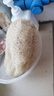 Jidaocook天然絲瓜絡(luò )批發(fā)廚房洗碗絲瓜瓤洗碗布干絲瓜囊老絲瓜水瓜刷鍋神器 【10厘米原色段】無(wú)掛繩 5只裝/推薦囤貨【下單送掛鉤】 曬單實(shí)拍圖