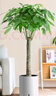 植男植女發(fā)財(cái)樹盆栽客廳室內(nèi)大型綠植物辦公室好養(yǎng)綠植開業(yè)招財(cái)樹源頭直發(fā) 曬單實(shí)拍圖