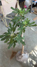 無(wú)花果樹(shù)果苗特大果波姬紅帶果矮化盆栽四季結果南北方陽(yáng)臺可種植 亞當品種-5年苗【當年結果】 曬單實(shí)拍圖
