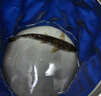 漫德萊趕海工具兒童挖沙鏟土園藝工具折疊水桶手套趕海套裝工具10件套 曬單實拍圖