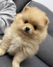 麥盯優(yōu)寵純種博美幼犬俊介茶杯犬活體寵物狗袖珍博美小型犬博美白色長(cháng)不大 血統級 曬單實(shí)拍圖