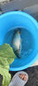 釣魚王地獄貓昆蟲蛋白魚餌秋冬腥香黑水虻幼蟲餌料鯽鯉通用餌腥+香共2包 曬單實拍圖