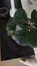 詩(shī)甲 小盼菩提綠植盆栽小盆景辦公室內客廳陽(yáng)臺禪意花卉節日高檔送禮 菩提+蓮花盆+底座 曬單實(shí)拍圖