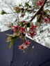 優(yōu)鮮沛（OceanSpray）智利進(jìn)口 蔓越莓干蜜餞果干烘焙原料休閑零食 原味907g 曬單實(shí)拍圖