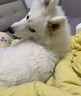 狗狗避孕褲母狗防交配例假生理褲專用狗發(fā)情褲防交配防小狗神器 淺藍(lán)色 L碼-大型犬（腰圍40-49cm） 送三個(gè)生理棉片 曬單實(shí)拍圖