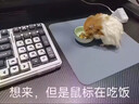 SMVP爬蟲蛇飼養(yǎng)盒爬寵箱蠶寶寶蜘蛛角蛙守宮盒蜥蜴寵物用品蛇昆蟲烏龜 寵物蛇飼養(yǎng)套餐【含躲避屋】 曬單實拍圖