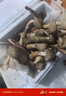 2025新鮮野生雞樅菌新鮮荔枝菌夏至菌三塔菌火把雞樅云南雞樅菌 精品不開傘【野生雞樅菌】500克 曬單實(shí)拍圖