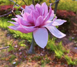 達芙妮;DAPHNE真皮樂福鞋方頭2025春季新款粗跟女鞋軟皮中跟單鞋女小皮鞋 米色 37 曬單實拍圖