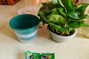 綠有意綠蘿盆栽室內(nèi)植物花卉綠植水培長藤垂吊大葉綠籮新房家用吸除甲醛 180#綠加侖吸水盆4盆+4肥 帶盆帶土發(fā)貨 曬單實拍圖
