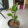 稀有三角梅新品四季開花幼苗盆栽陽(yáng)臺(tái)好養(yǎng)花卉基地 7號(hào)【印度畫報(bào)】 六年生枝條扦插成活【開花滿樹】 曬單實(shí)拍圖