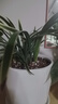 溥畔水培香水紅顏金邊蘭花苗室內植物濃香四季建花卉耐寒植物年底開(kāi)花 香水紅顏（7苗）帶同款玻璃杯，年底開(kāi)花 曬單實(shí)拍圖