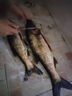 BAISHA FISH BS白鯊三代鰱鳙方塊餌拋竿釣魚餌海竿翻板鉤浮釣反底釣腥臭誘食配方 新三代腥臭味-慢霧化【3包裝】 曬單實拍圖