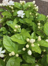 橫縣重瓣茉莉花苗白茉莉盆栽盆景四季綠植花卉老樁樹(shù)樁根植物室內 1年苗1棵+送肥料特惠 不含盆 曬單實(shí)拍圖