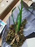 劉閣蘭花蘭花苗 四季蘭名貴名品紅素花 赤誠(chéng) 夏帶花苞出售高檔花卉盆栽 1苗特壯苗 曬單實(shí)拍圖