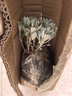 芙蓉菊盆栽耐寒雪艾白艾玉芙蓉花苗陽臺(tái)庭院四季常青特色綠植花卉 芙蓉菊大棵【5-8頭】一盆 曬單實(shí)拍圖