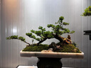 卓美御庭高端黃楊造型盆景老樁真樹室內(nèi)外庭院客廳陽臺(tái)辦公室耐活好養(yǎng)盆栽 黃楊14號(hào) 曬單實(shí)拍圖