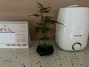 愛你一萬年禪意水培發(fā)財樹辦公室內(nèi)盆栽花卉植物四季好養(yǎng)招財富貴荷花竹 文竹—中式煙綠瓶+營養(yǎng)液 曬單實拍圖