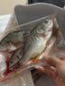黃翅魚 黃立魚 黃墻黃蠟魚潮汕海鮮水產(chǎn)品黃腳立魚黃鰭鯛赤翅魚 3-4條1斤（去肚前500g）*2 曬單實(shí)拍圖