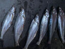 黃尾G窩黃尾殺手餌料誘餌野釣紅尾青尾鲴翹嘴魚(yú)黃尾刺客黃尾拉餌 黃尾G窩-拉餌版【1包】200g 曬單實(shí)拍圖