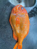 鹿凌青 超大船凍大號(hào)深海長(zhǎng)壽魚禮盒裝 橙鯛 富貴魚 年貨海鮮水產(chǎn)魚類 去冰凈重：2.0斤 1條 曬單實(shí)拍圖