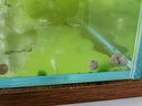 瘋狂石頭魚缸除藻劑 去藻除青苔綠水魚塘除藻藥水抑制水藻滋生600ml 曬單實(shí)拍圖