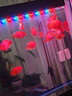 珍百年鱘魚子醬10g日料壽司食材10年魚齡原裝國產(chǎn)魚籽醬即食夜宵美食 曬單實拍圖