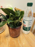 【吸甲醛植物】大葉金鉆盆栽室內(nèi)綠植辦公室客廳四季常青水培好養(yǎng) 一盆金鉆+塑料梅花盆 一盆三顆【下單就送顆粒肥】 曬單實(shí)拍圖