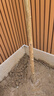 紫薇樹苗地栽紅火箭紫薇花樹苗庭院花卉綠化工程樹苗盆栽耐寒植物 紫羅蘭3公分粗 【高1.3-1.4米】 曬單實(shí)拍圖