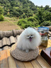 愛肯拿（ACANA）狗糧 鴨肉梨配方犬糧無谷高蛋白適用全階段全犬種 犬糧11.4kg-效期至26年1月 曬單實(shí)拍圖