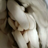 艾唯倪 嬰幼兒米餅?zāi)パ里灨蓪殞?個(gè)月以上嬰兒童零食 原味15g*3 曬單實(shí)拍圖