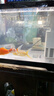 亞峰（yafeng）魚(yú)缸過(guò)濾器三合一凈水循環(huán)泵魚(yú)缸內置過(guò)濾器過(guò)濾水泵小型增氧設備 6W 五合一 （20-30CM缸用） 曬單實(shí)拍圖