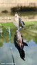 佳釣尼（JIADIAONI）佳釣尼羅非魚(yú)漂醒目高靈敏底釣鯉魚(yú)鯽魚(yú)漂短腳細長(cháng)身羅飛專(zhuān)用浮漂 JDY03-2【鉛2.0g 長(cháng)38.5cm】 單支【底釣鯽鯉羅非】 曬單實(shí)拍圖