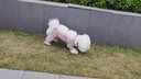 CHEEPET趣派戶外簡約小標(biāo)防塵褲防蟲日常遛狗小型犬輕薄舒適柔軟透氣 灰粉 S胸31背20（建議2-3斤） 曬單實拍圖