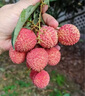 壹萌果蔬廣東茂名桂味荔枝【順豐多地次日達(dá)】?jī)雒呃笾λ星锼投Y盒 3斤SS+老樹(shù)果【甜度爆炸】?jī)?斤 曬單實(shí)拍圖
