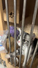 妙三多貓三聯(lián)貓疫苗寵物幼貓成貓一套自打套餐貓瘟鼻支嵌杯貓咪狂犬疫苗 【幼貓首打套餐】妙三多3針+狂犬1針 曬單實拍圖