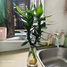 玻璃花瓶透明植物插花瓶水培容器大花瓶裝飾客廳擺件 【熱銷】透明水波紋（17*5.5*8） 1個(gè)裝 曬單實(shí)拍圖