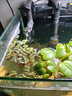 瘋狂水草（FKSC）浮萍活體水草一葉蓮水芙蓉植物養龜魚(yú)池造景直接入缸水上煙花 圓心萍11朵 曬單實(shí)拍圖