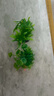 萌嘟星寵 仿真水草魚缸造景套裝水族箱布景裝飾擺件假植塑料假水草 5件套 曬單實拍圖