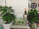 大型植物發(fā)財樹(shù)各種大顆盆栽開(kāi)業(yè)喬遷客廳辦公室內好養大型綠植 獨桿發(fā)財樹(shù)40-50cm+黑福盆 曬單實(shí)拍圖