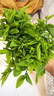 順豐包郵新鮮樹(shù)仔菜潮汕樹(shù)菜海南五指山野菜酒店私房特色菜當季 0.5斤 順豐 曬單實(shí)拍圖